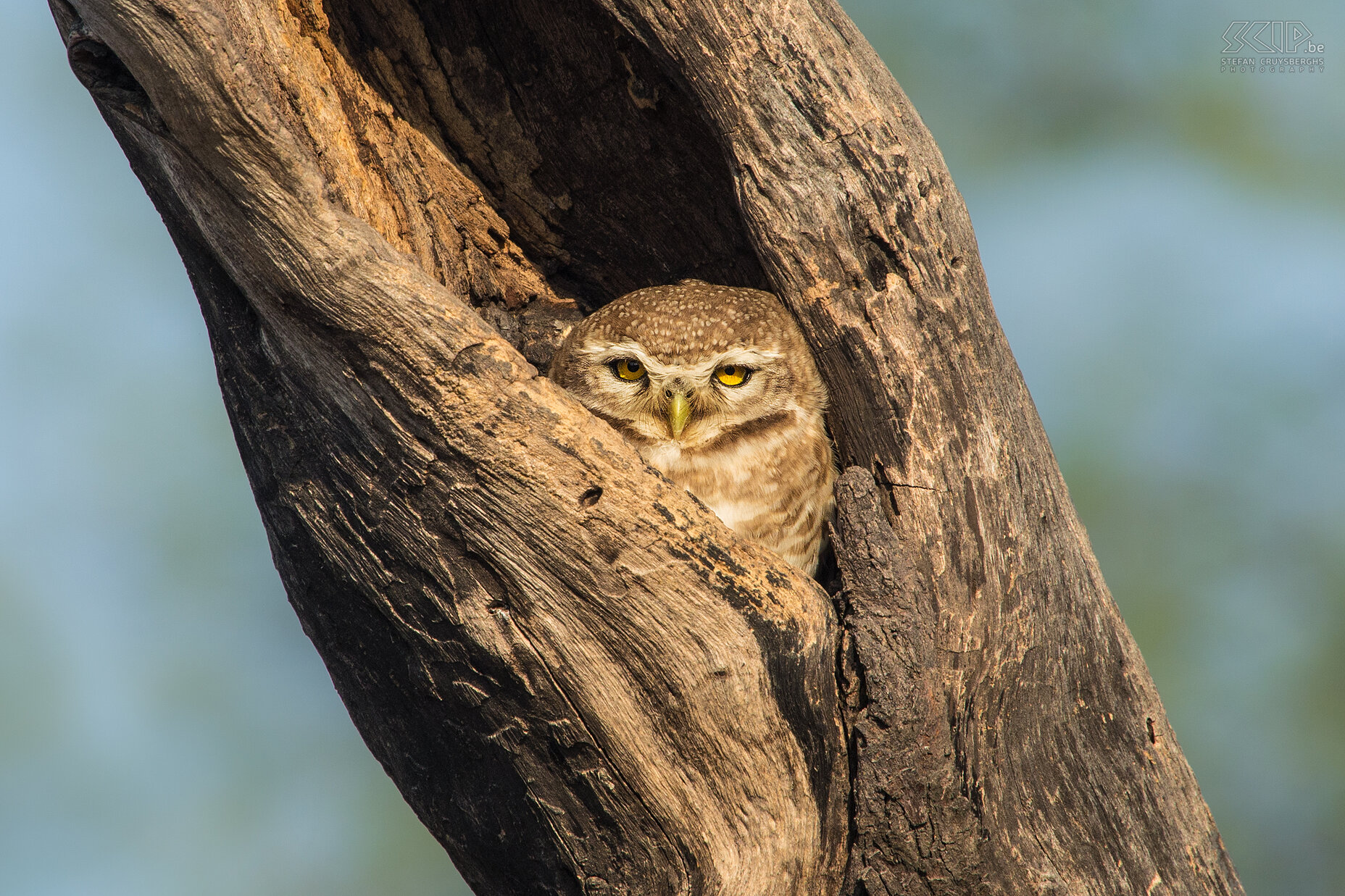 Keoladeo - Gekraagde dwerguil (Collared owlet/Glaucidium brodiei) Stefan Cruysberghs